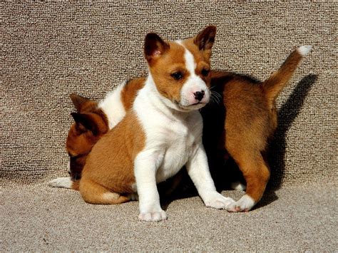 <b>Basenji</b> <b>Ohio</b> <b>Basenjis</b> <b>for</b> <b>Sale</b> in <b>Ohio</b> Hickory <b>Basenji</b> Adult Mount Gilead, OH Breed <b>Basenji</b> Age Adult Color N/A Gender Male Male, found in Harmony Township. . Basenji puppies for sale ohio
